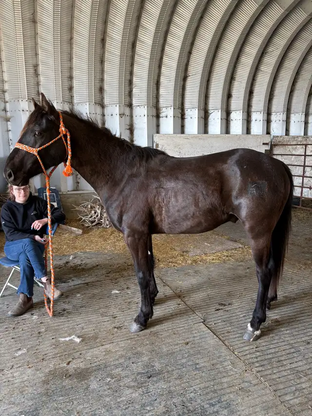 3 year old Colt - Photo 2