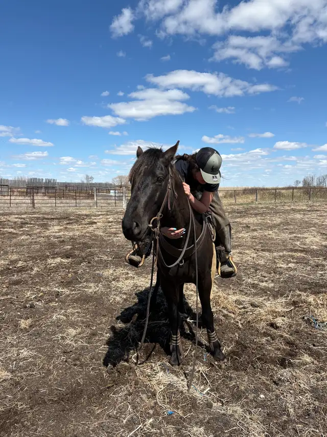 3 year old Colt - Photo 3