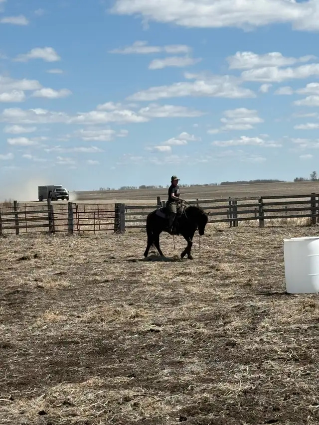 3 year old Colt - Photo 5