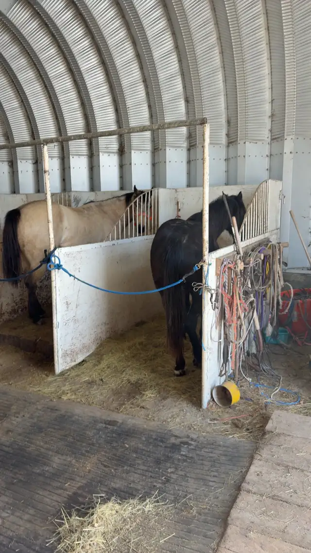 3 year old Colt - Photo 8
