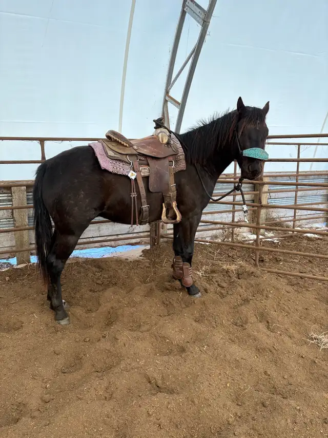 3 year old Colt - Photo 9
