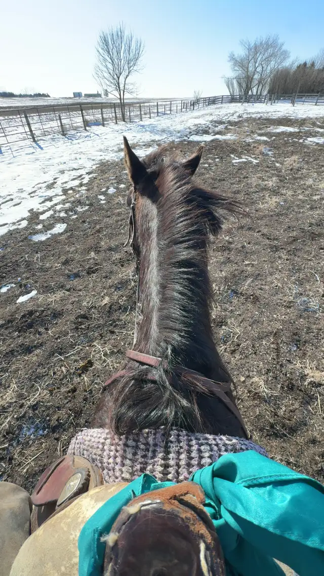 3 year old Colt - Photo 10