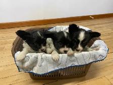 Pure Papillon Puppies