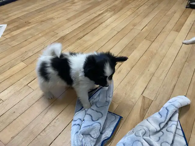 Pure Papillon Puppies - Photo 2