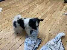 Pure Papillon Puppies - Photo 2