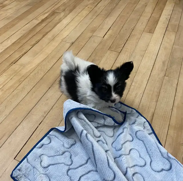 Pure Papillon Puppies - Photo 3