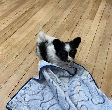 Pure Papillon Puppies - Photo 3