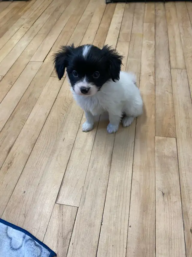 Pure Papillon Puppies - Photo 4