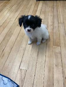 Pure Papillon Puppies - Photo 4