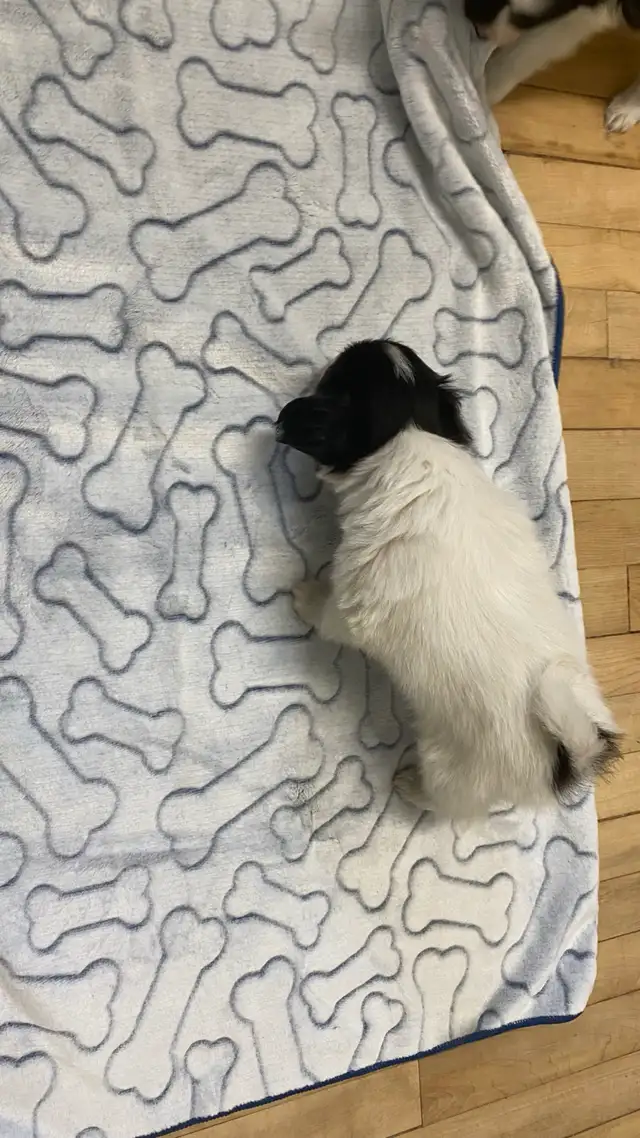 Pure Papillon Puppies - Photo 5
