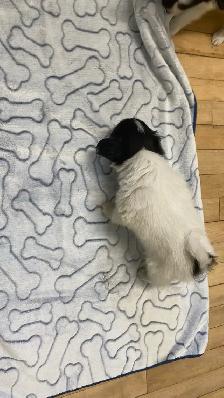 Pure Papillon Puppies - Photo 5