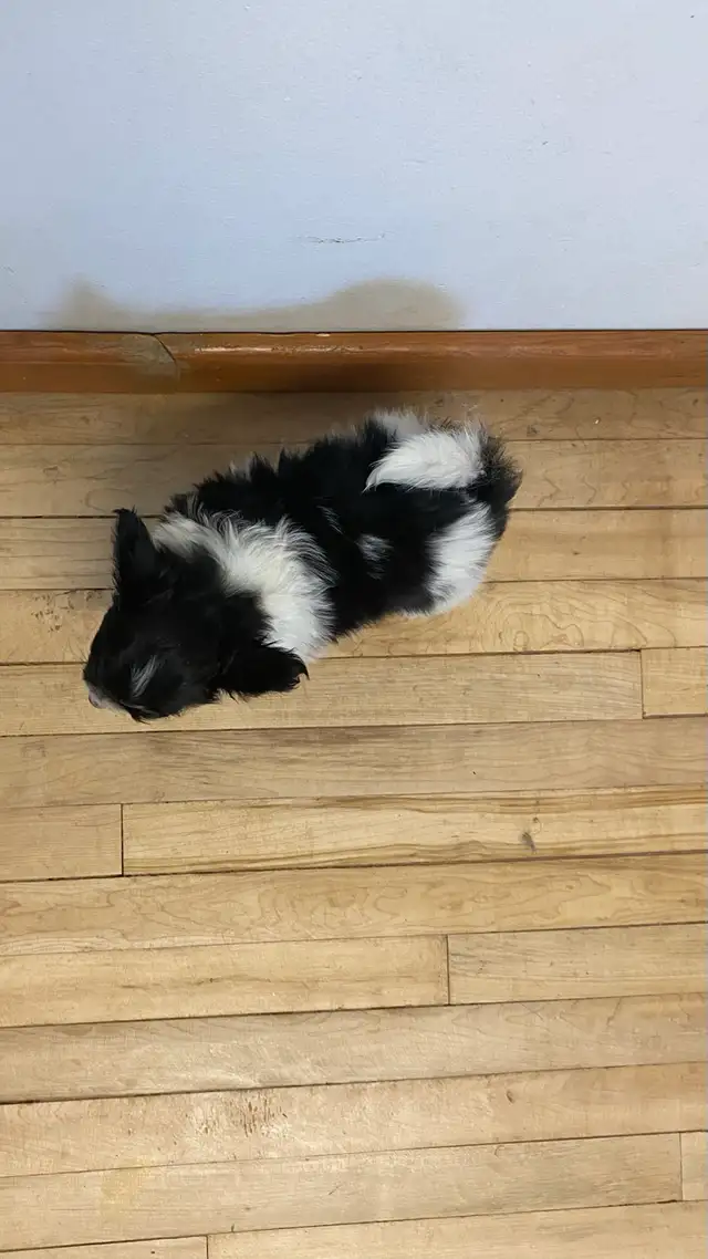 Pure Papillon Puppies - Photo 6
