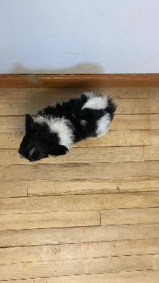 Pure Papillon Puppies - Photo 6