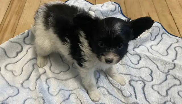 Pure Papillon Puppies - Photo 7