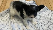 Pure Papillon Puppies - Photo 7