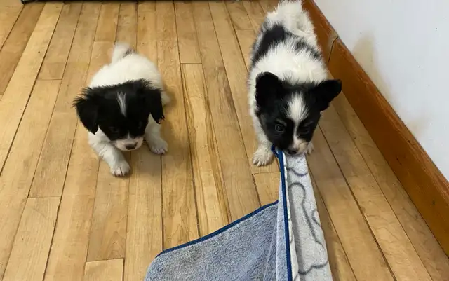 Pure Papillon Puppies - Photo 8