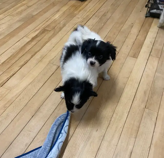 Pure Papillon Puppies - Photo 9