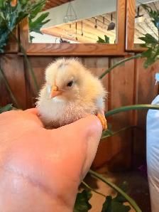 Chicks (easter eggers)