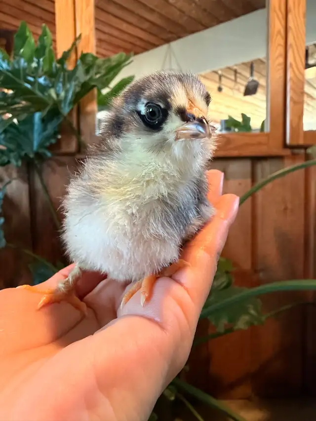 Chicks (easter eggers) - Photo 2