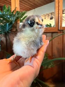 Chicks (easter eggers) - Photo 2