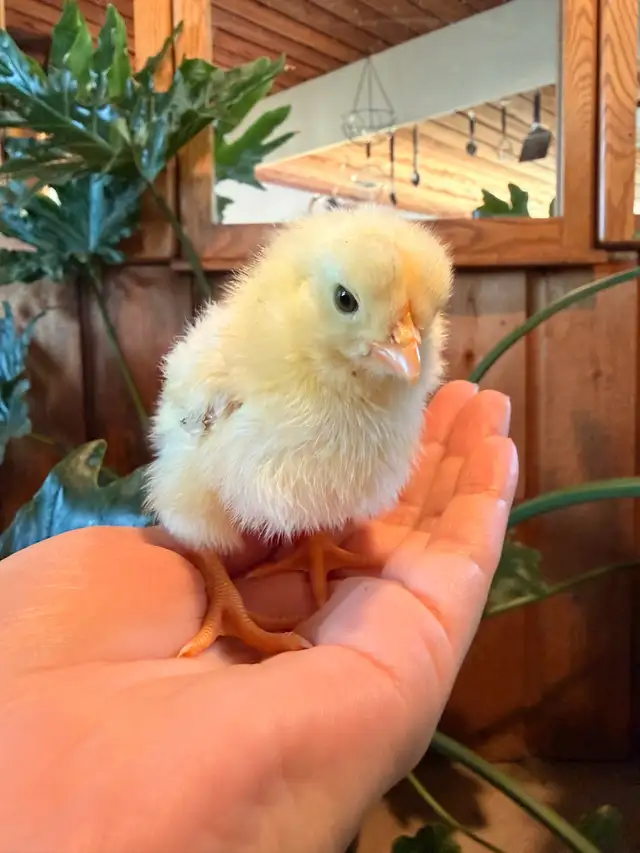 Chicks (easter eggers) - Photo 3