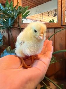 Chicks (easter eggers) - Photo 3
