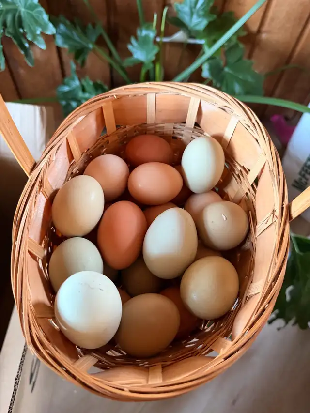 Chicks (easter eggers) - Photo 4