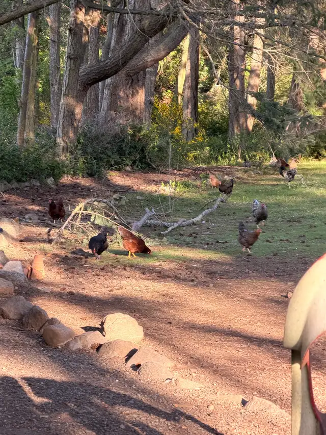 Chicks (easter eggers) - Photo 6