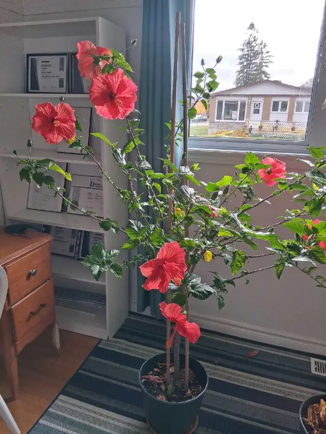 Hibiscus à vendre