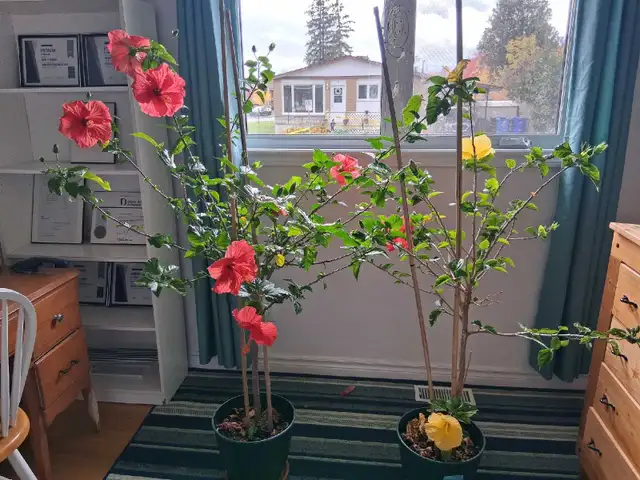 Hibiscus à vendre - Photo 2