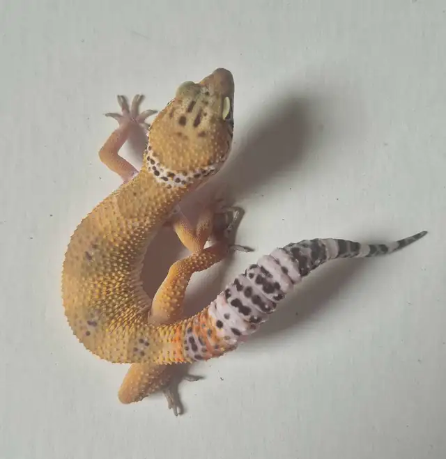 Male Juvenile Gecko for Sale