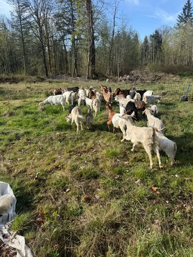 Kiko/boer Yearling Meat Goats