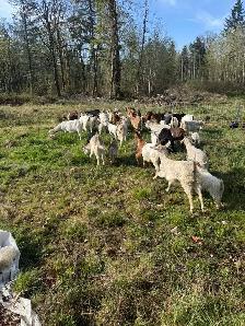 Kiko/boer Yearling Meat Goats