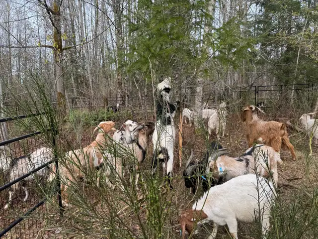 Kiko/boer Yearling Meat Goats - Photo 2
