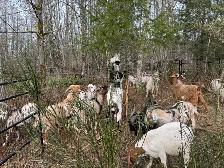 Kiko/boer Yearling Meat Goats - Photo 2