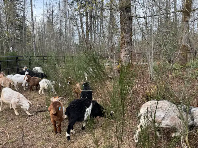 Kiko/boer Yearling Meat Goats - Photo 3