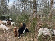 Kiko/boer Yearling Meat Goats - Photo 3