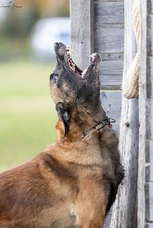 REG. BELGIAN MALINOIS PUPPIES - CHIOTS MALINOIS ENR.