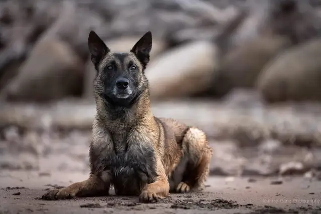 REG. BELGIAN MALINOIS PUPPIES - CHIOTS MALINOIS ENR. - Photo 2