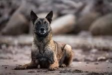 REG. BELGIAN MALINOIS PUPPIES - CHIOTS MALINOIS ENR. - Photo 2