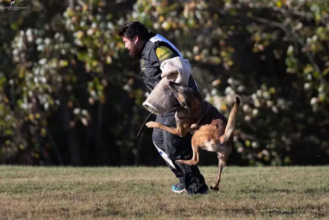 REG. BELGIAN MALINOIS PUPPIES - CHIOTS MALINOIS ENR. - Photo 3