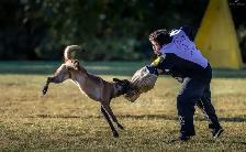 REG. BELGIAN MALINOIS PUPPIES - CHIOTS MALINOIS ENR. - Photo 4