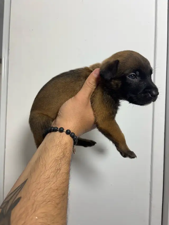 REG. BELGIAN MALINOIS PUPPIES - CHIOTS MALINOIS ENR. - Photo 5