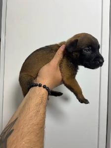 REG. BELGIAN MALINOIS PUPPIES - CHIOTS MALINOIS ENR. - Photo 5