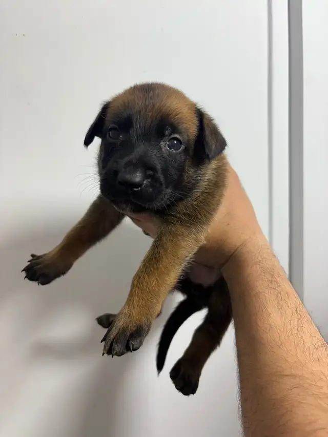 REG. BELGIAN MALINOIS PUPPIES - CHIOTS MALINOIS ENR. - Photo 6