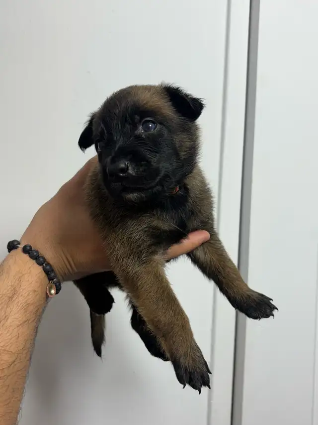 REG. BELGIAN MALINOIS PUPPIES - CHIOTS MALINOIS ENR. - Photo 7