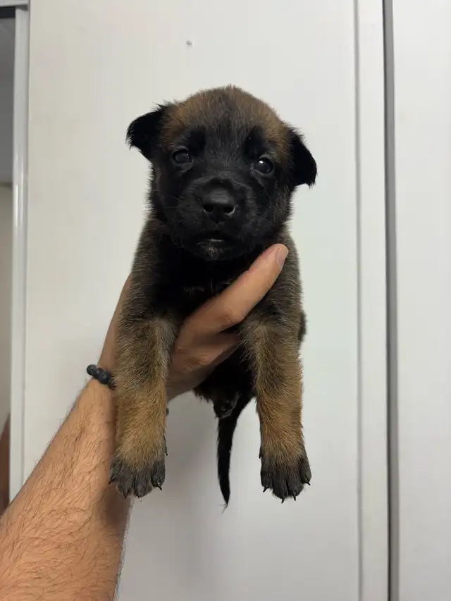 REG. BELGIAN MALINOIS PUPPIES - CHIOTS MALINOIS ENR. - Photo 8
