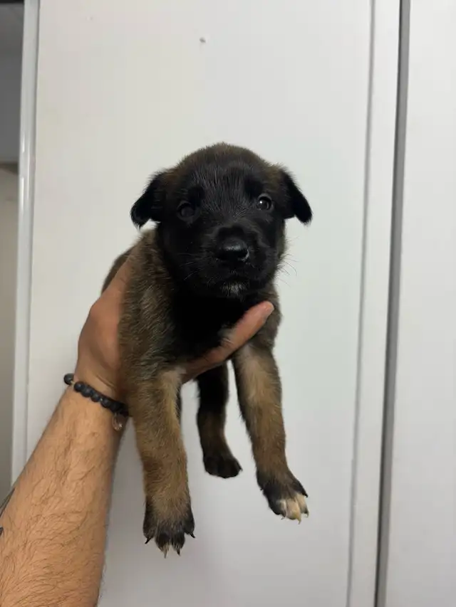 REG. BELGIAN MALINOIS PUPPIES - CHIOTS MALINOIS ENR. - Photo 9