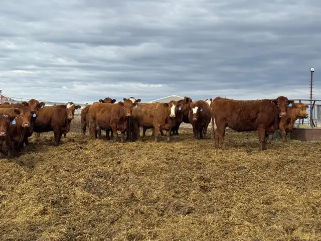 BRED COWS