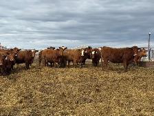 BRED COWS
